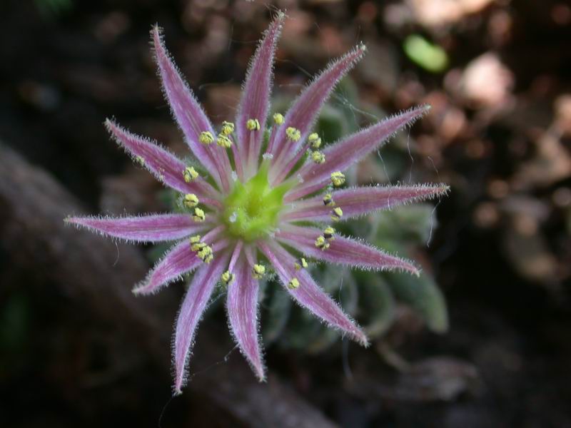 Sempervivum montanum